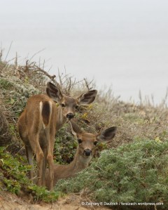 black-tailed mule deer ma and fawn