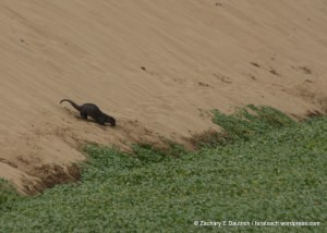 north american river otter