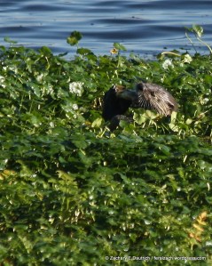 north american river otter