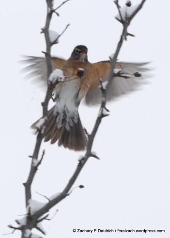 American robin