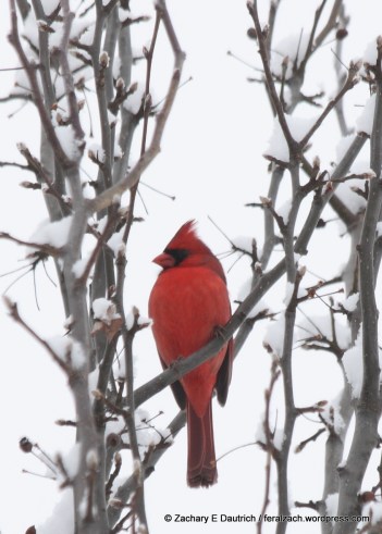 Northern cardinal / Lancaster County, PA