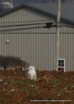 IMG_8935 raw edit v1