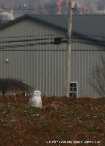 IMG_8937 raw edit v1