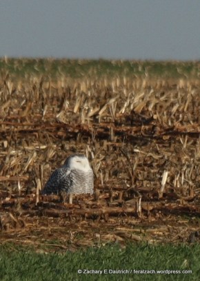 IMG_8987 raw edit v1