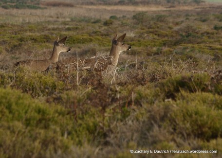 IMG_9108 raw edit v1