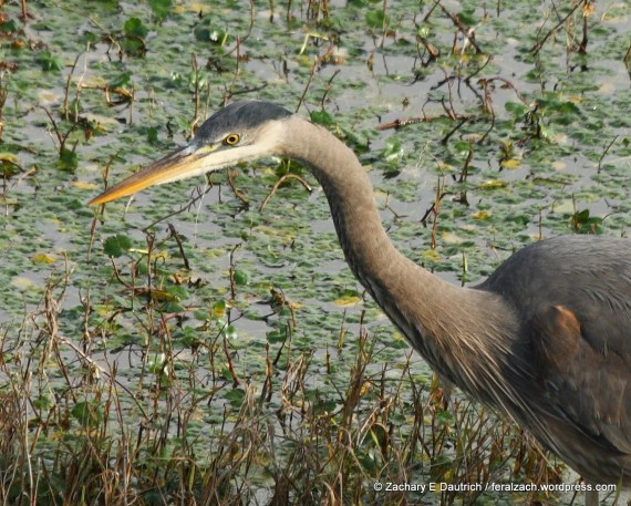 IMG_9118 raw edit 1 v1 8x10