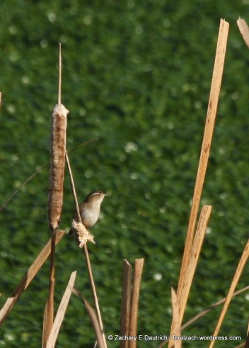 marsh wren