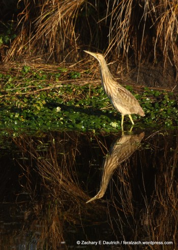 American bittern
