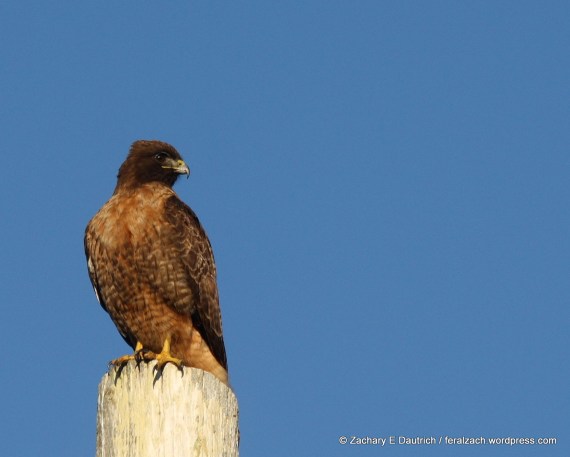 red-tailed Hawk (intermediate morph)
