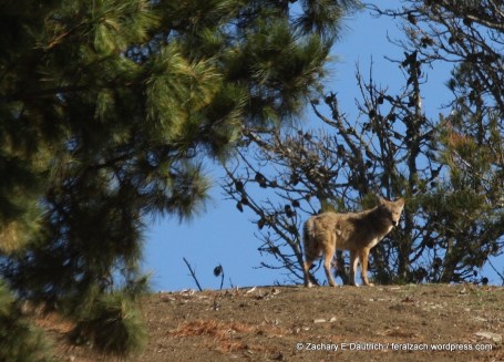 IMG_9235 raw edit v1