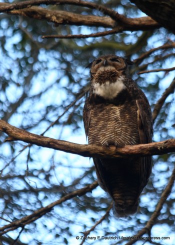 great-horned owl hooting