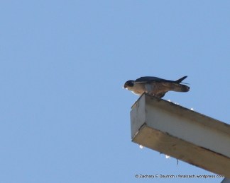 Hiko, finishing up his portion of breakfast