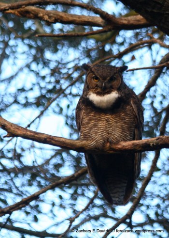 06-IMG_9475 raw edit 1 v1