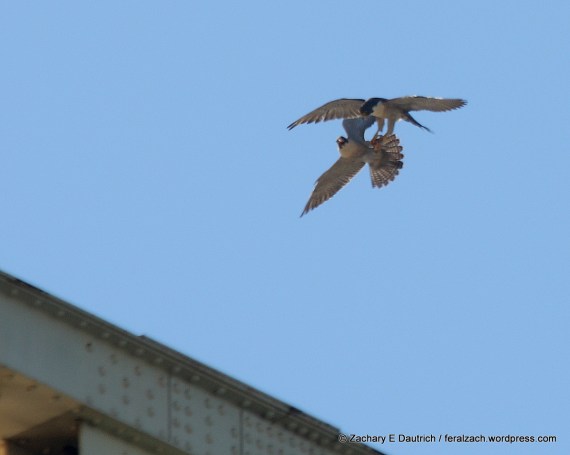 07-IMG_9613 raw edit v1