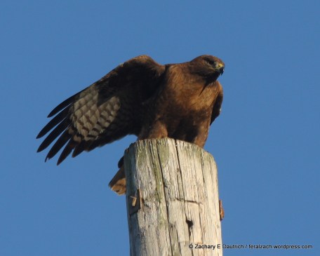 1-IMG_9669 raw edit v1