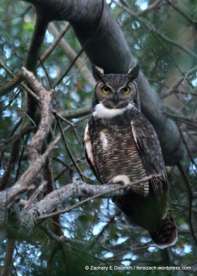 12-IMG_9511 raw edit 1 v1