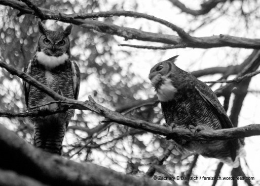 14-IMG_9514 raw edit 1 v1