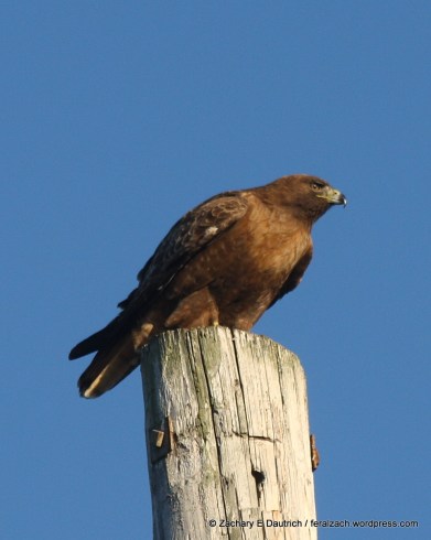 2-IMG_9670 raw edit v1