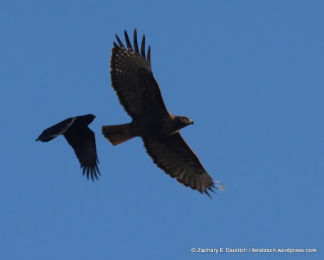 4-IMG_9676 raw edit v1