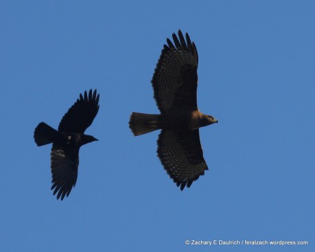 5-IMG_9677 raw edit v1