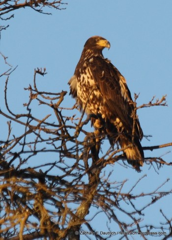 IMG_0111 raw edit v1