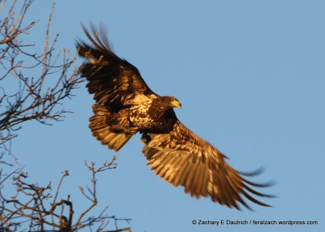 IMG_0118 raw edit v2