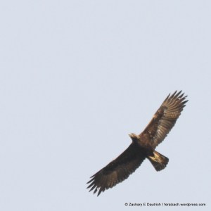 adult golden eagle