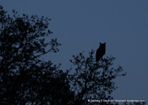 great-horned owl