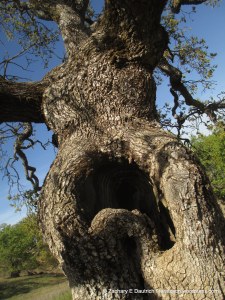 white oak "monster"