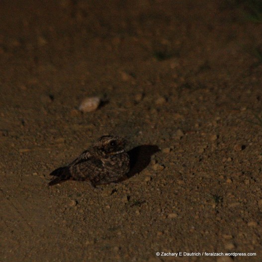 common poorwill