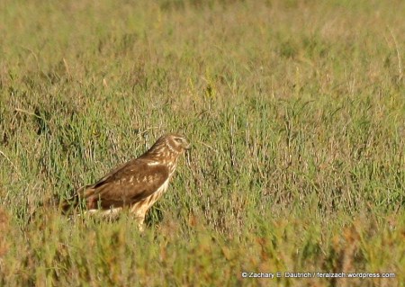 female northern harrier / Marin Co, CA