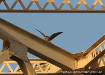 fledgling peregrine falcon / Alameda County, CA