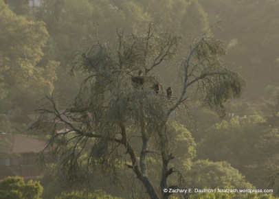 red-tailed hawks nest / Contra Costa County, CA