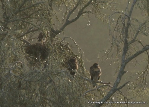 three red-tail eyasses