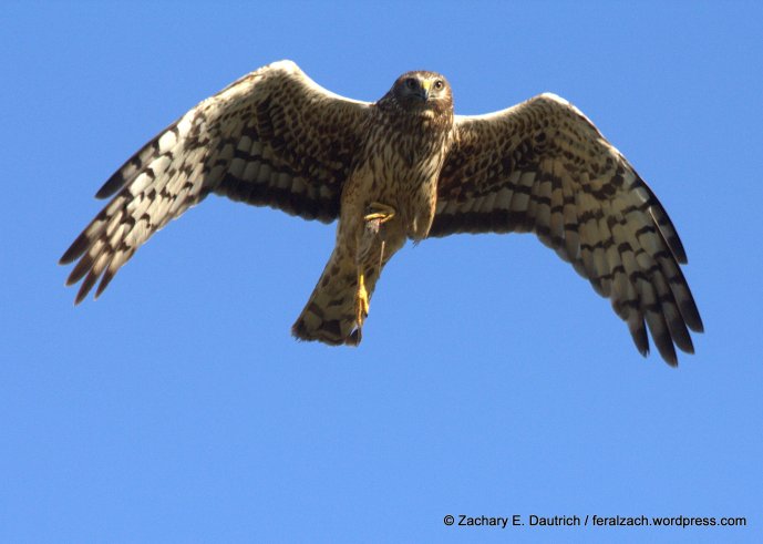 female northern harrier w lizard / Marin County CA