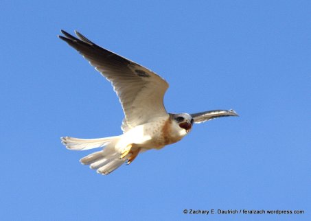 white-tailed kite fledgling