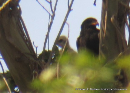 black hawk and eyas / Sonoma County, CA