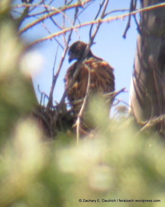 blackhawk / red-shoulder hawk hybrid baby