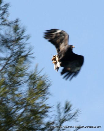 (not so) common black hawk