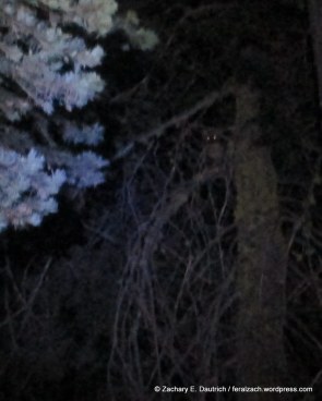 american pine marten / Lassen Nat Park CA