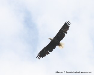adult female bald eagle