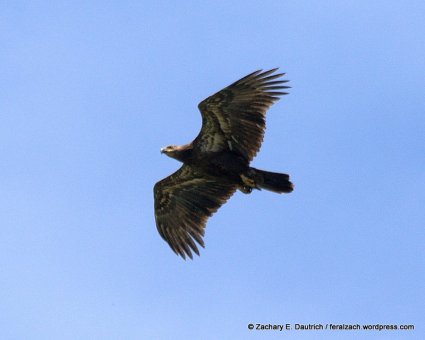 juvenile bald eagle / alameda county CA