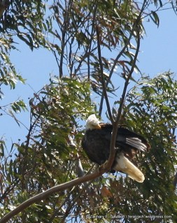 adult female aka ma bald eagle / alameda county CA