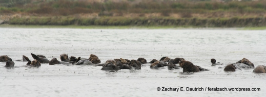 "raft" of sea otters / moss landing CA