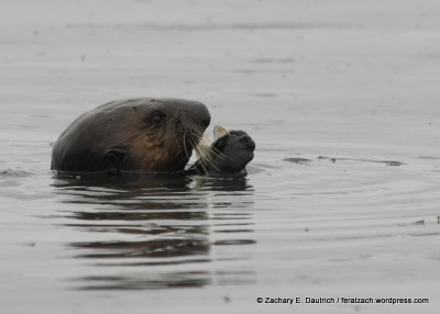 sea otter eating a mussel / moss landing CA
