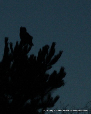 great-horned owl / Wildcat Canyon Regional Park CA
