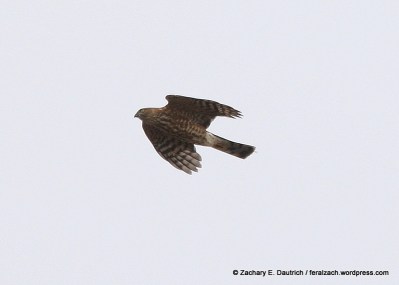 juvenile sharp-shinned hawk / Hawk Hill GGRO Marin Headlands CA