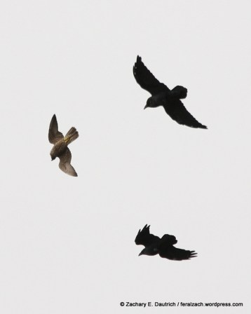 juvenile peregrine falcon "playing" with two ravens / Hawk Hill GGRO Marin Headlands CA