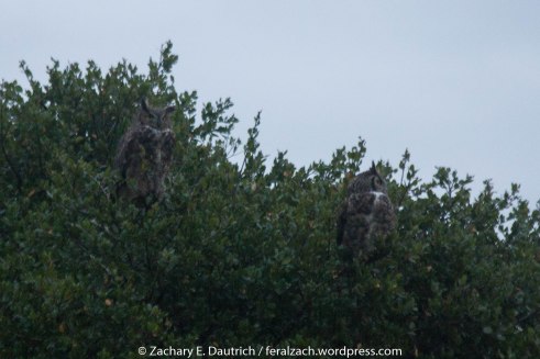 great-horned owl pair / Contra Costa County CA