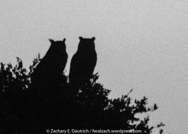 great-horned owl pair / Contra Costa County CA